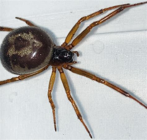 Brown widow? : r/spiders
