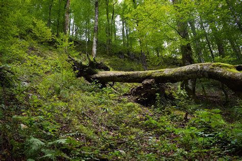 Funnel Vision Tree Fall 的图像结果