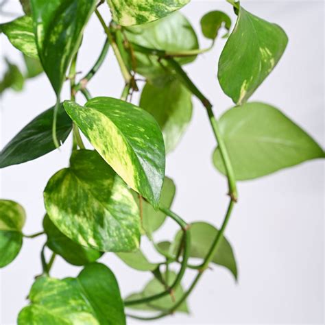 Buy Premium Money Plants Online at affordable prices from Ugaoo.