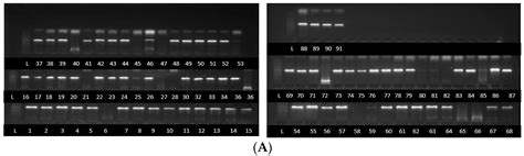 Molecular Characterisation of Fusarium Species Causing Common Bean Root ...