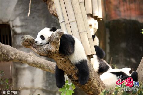 成都大熊猫繁育研究基地 试行全网实名预约分时限流入园 _ 图片中国_中国网