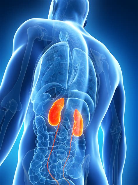 Common Signs of Kidney Disease & When to Seek Treatment