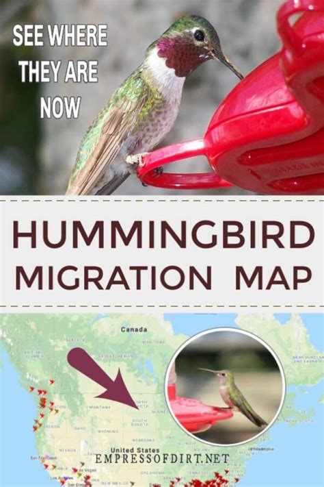 Hummingbird Spring Migration Map 的图像结果