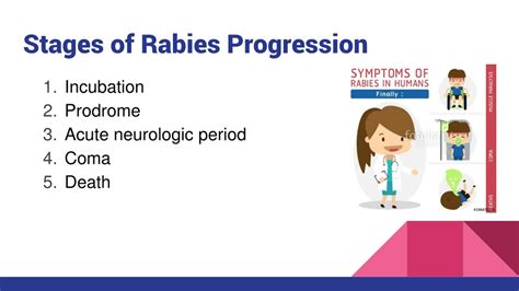 Stages Of Rabies