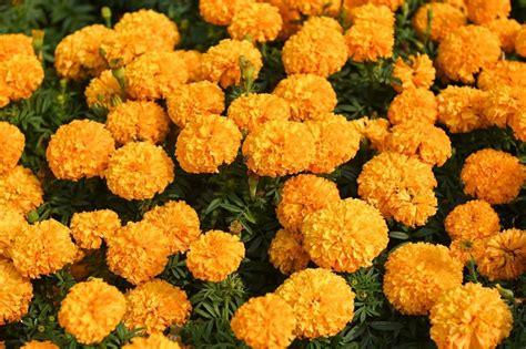 How to Grow Marigold Or Genda Flower at Home | A Simple Guide