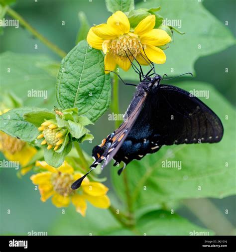 Blue swallowtail butterfly hi-res stock photography and images - Alamy
