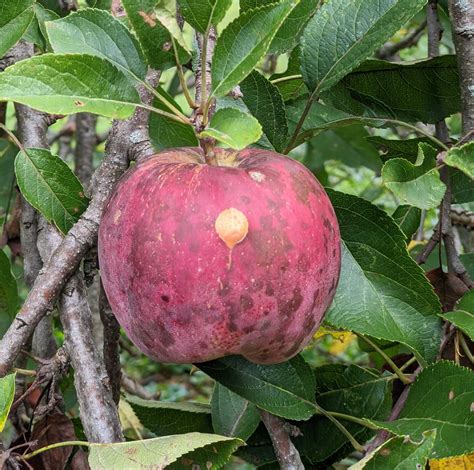 Cider – What’s the difference between cider and apple juice ...