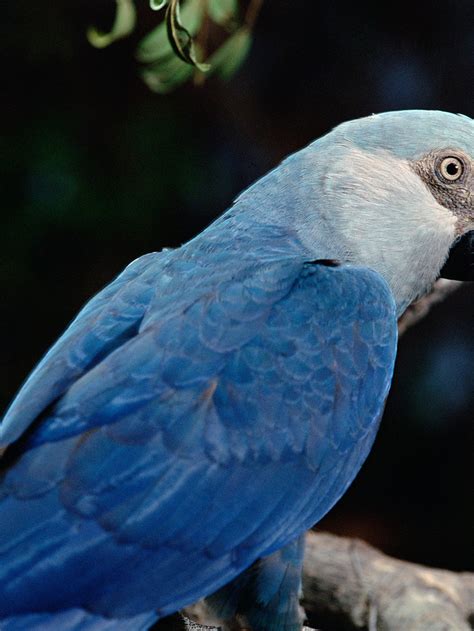 Animals Of Amazon Rainforest