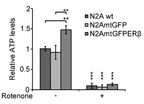 Anti-Apoptotic and Antioxidant Activities of the Mitochondrial Estrogen ...