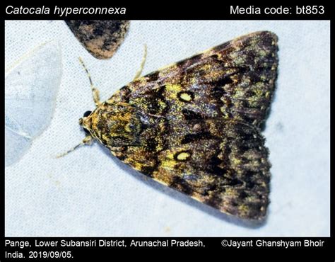 Catocala hyperconnexa | Moths