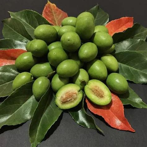 Exotic Fruit Plants – Bloomica