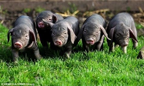 英国降生30年来第一窝梅山猪 品种原产中国(图)-搜狐新闻