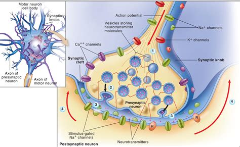 15: Structure and Function of the Neurologic System