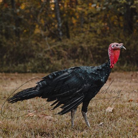 Black Slate Turkey Blue Slate Turkeys | Rare Heritage Splendour