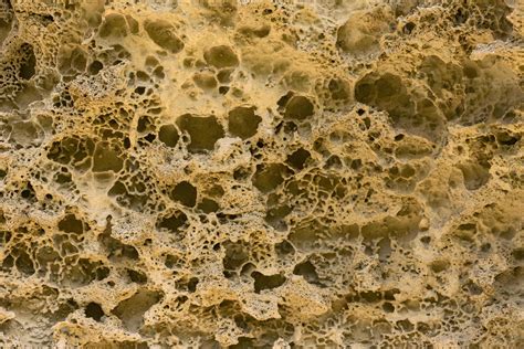 Image result for Pearly Shells