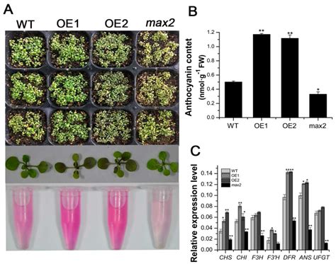 Overexpression of the Stress-Inducible SsMAX2 Promotes Drought and Salt ...