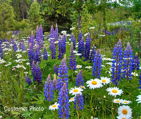Northeast Wildflower Seed Mix - Vermont Wildflower Farm