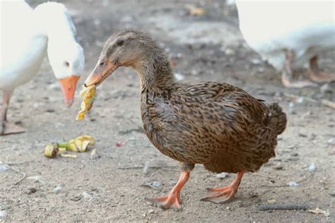 So, Can Ducks Eat Bananas?