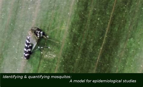 Mosquito Mapping: A model for epidemiological studies - NMS Jaipur ...