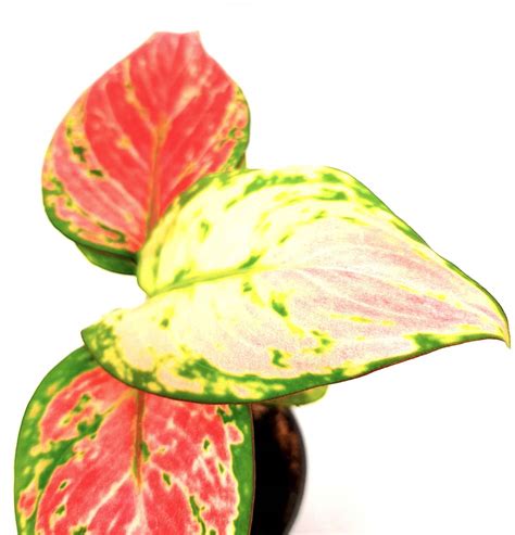 Аглаонема: догляд у домашніх умовах. Відмінності від дифенбахії Faterra.com