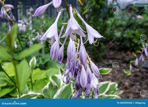 Purple Bells. Blooming Hosta. Garden Plant Hosta. Green Leaves ...