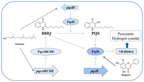 The Molecular Architecture of Pseudomonas aeruginosa Quorum-Sensing ...