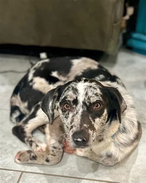 Lucky Mutts Rescue (@luckymuttswi) • Instagram photos and videos