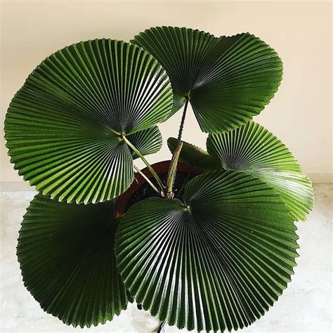 House Plants | Indoor Jungle on Instagram: "Look at how big those ...