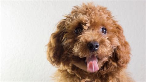 Image result for F1 Cockapoo