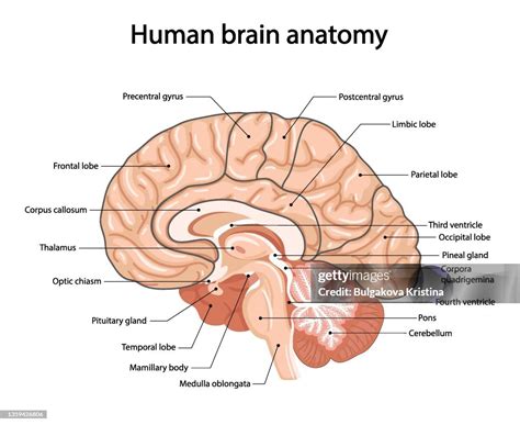 Image result for Brain