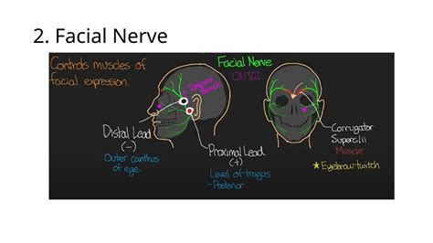 Train of four method using peripheral nerve stimulator | PPTX