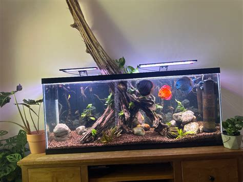 Discus Tank 的图像结果