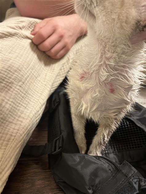 Can Hot Spots on Cats Be Linked to Indoor Plants