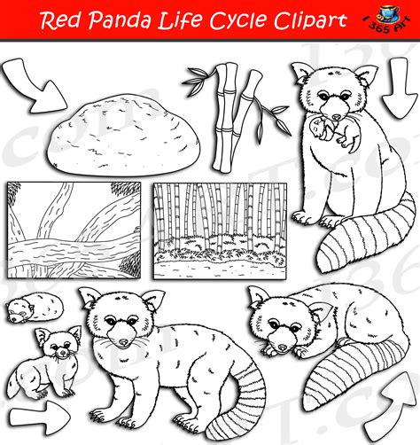 Red Panda Life Cycle Clipart Set Download - Clipart 4 School