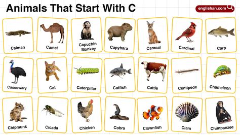 20+ Animals that Start with U in English with Pictures