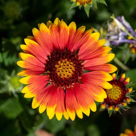 Blanket Flower Seeds | Flower Seeds in Packets & Bulk | Eden Brothers