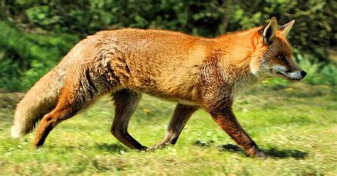 Fox Drawing for Kids 的图像结果