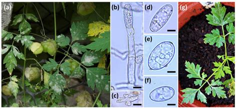 New Records of Powdery Mildews from Taiwan: Erysiphe ipomoeae comb. nov ...