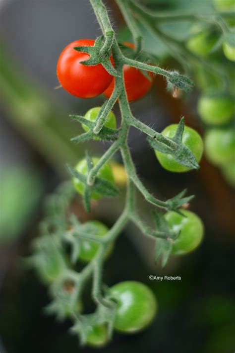 Alien Tomato Monster 的图像结果