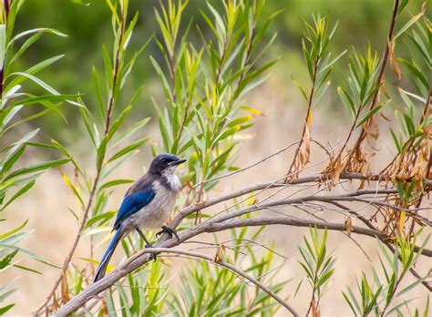 Help The Channel Islands — Channel Islands Restoration