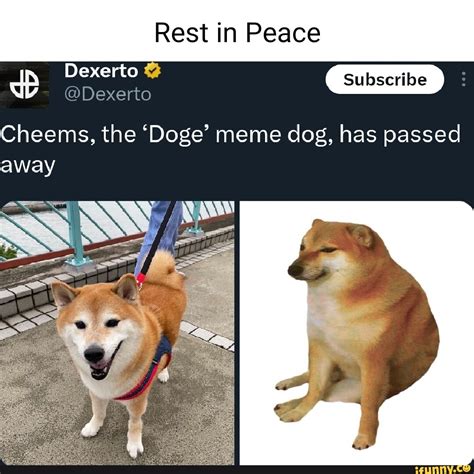 Rest in Peace dp Dexerto @Dexerto subscribe Cheems, the 'Doge' meme dog ...