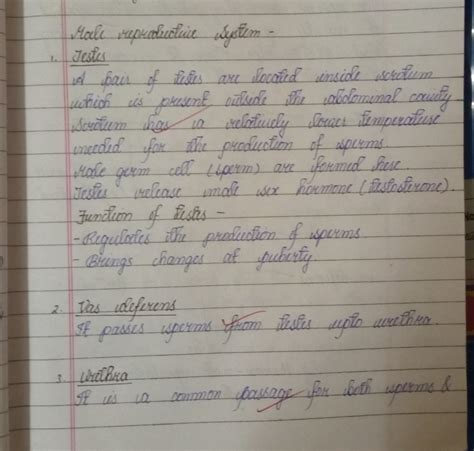 explain all parts of male reproductive system - Brainly.in