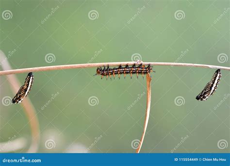 Image result for Butterfly Larvae