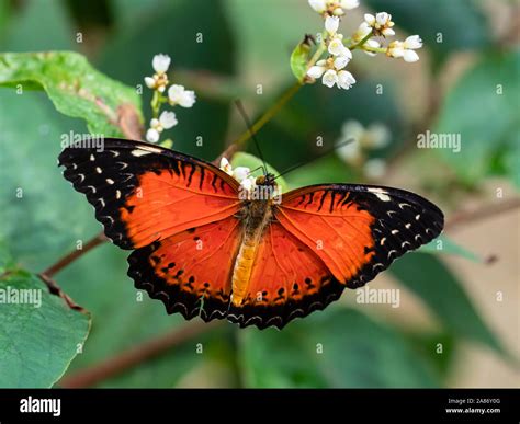 Black butterfly orange wings hi-res stock photography and images - Alamy