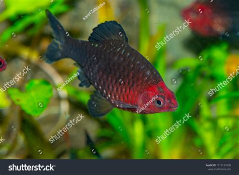 45 Black Ruby Barb Images, Stock Photos & Vectors | Shutterstock