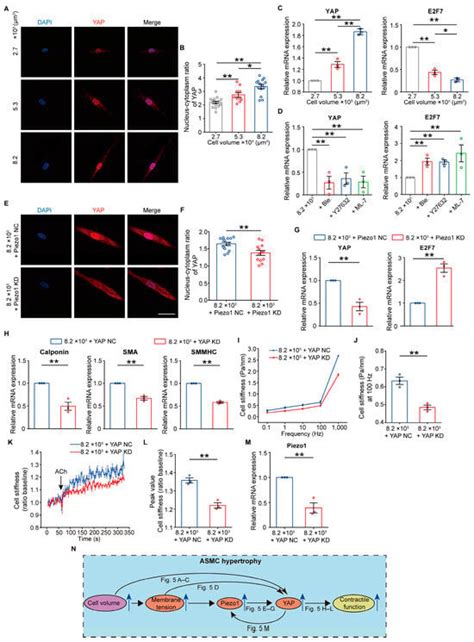 Single-Cell Hypertrophy Promotes Contractile Function of Cultured Human ...