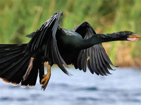 AIRBOAT RIDES MELBOURNE (2026) All You Need to Know BEFORE You Go (with ...