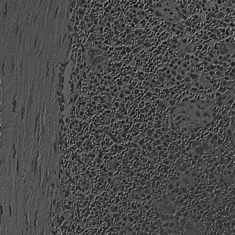 Image result for DIC Microscopy Tutorial