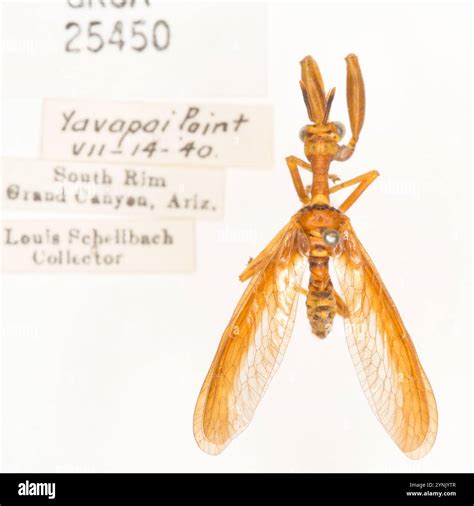 Brown Wasp Mantidfly (Climaciella brunnea Stock Photo - Alamy