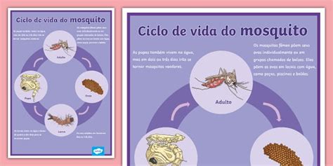 Ciclo de vida do mosquito - Pôster (teacher made) - Twinkl